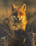 Kilpinio, skaitmeninės spaudos trikotažo panelė 60x70cm Lapė žiūri