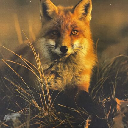 Kilpinio, skaitmeninės spaudos trikotažo panelė 60x70cm Lapė žiūri