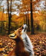 Kilpinio, skaitmeninės spaudos trikotažo panelė 60x70cm Lapė