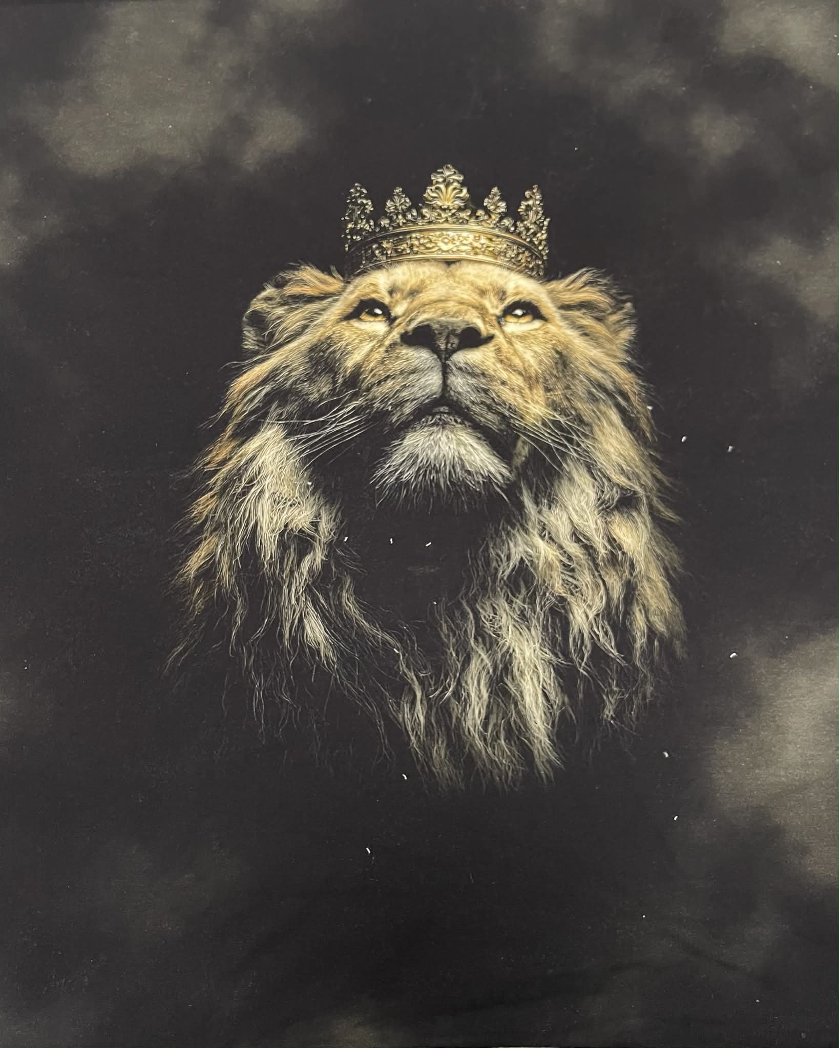 Kilpinio, skaitmeninės spaudos trikotažo panelė 60x70cm Liūtas Kilpinio, skaitmeninės spaudos trikotažo panelė 60x70cm Liūtas