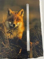 Kilpinio, skaitmeninės spaudos trikotažo panelė 60x70cm Lapė žiūri