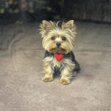 Soft veliūro, skaitmeninės spaudos panelė Jorkšyras