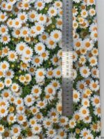 Kilpinis, skaitmeninės spaudos trikotažas Ramunėlės